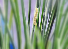 4x Kalmus reinigende