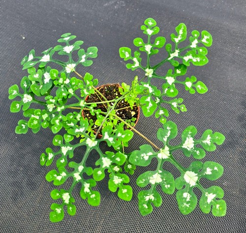 Seltene adenia perrieri am7 - seltene,