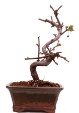 Bonsai - Malus toringo var