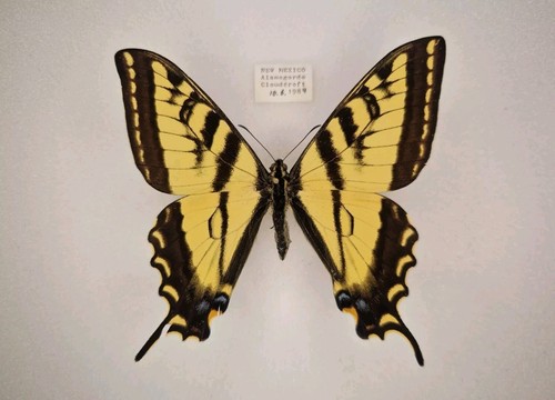 Papilio glaucus new mexico - papilio,
