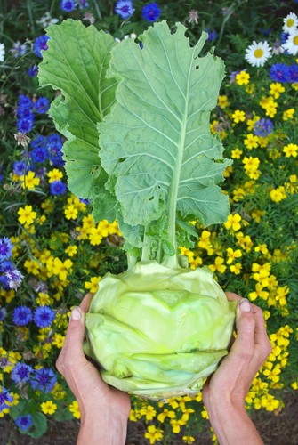 Kohlrabi gigant superschmelz - kohlrabi, gigant/superschmelz