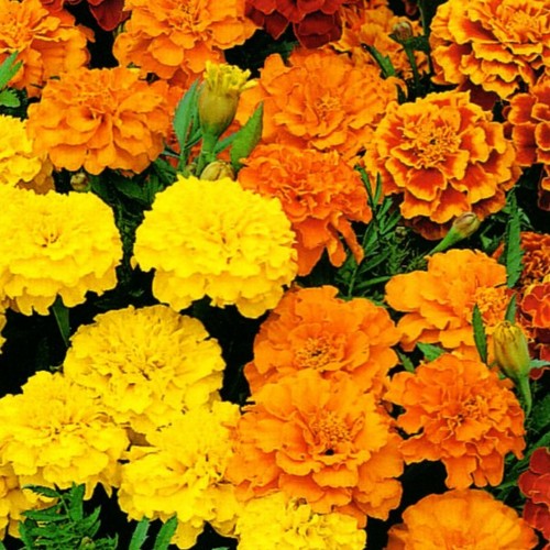 Studentenblume tagetes beete - tagetes,