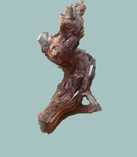 1 Original Rebstock Köpfe zum