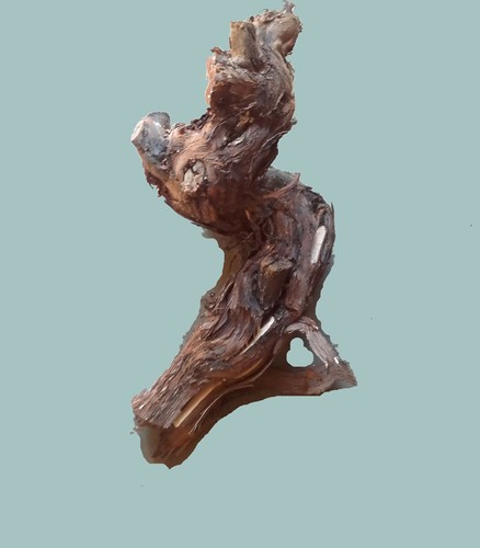 Original rebstock köpfe zum - 1,