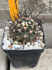 Echinocereus lindsayi BW 147 . BC.nice rar Copiapoa Ariocarpus  Mammillaria