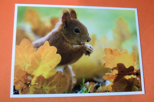 Postkarten eichhörnchen - postkarten,