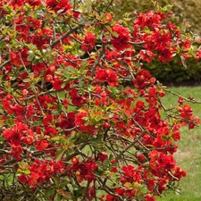 Der NICOLINE Quittenbaum sieht