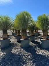 Sunny Tree - Yucca Rostrata -