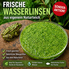 Frische wasserlinsen 2er - wasserlinsen,