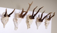5 Rehgeweihe  zum Basteln und