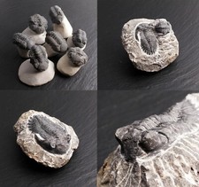 Trilobiten matrix echt - trilobiten,