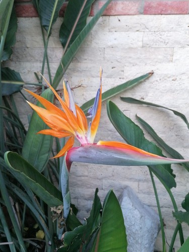 Samen paradiesvogelblume - 10,