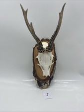 Rehgeweih Trophäen Rehbock