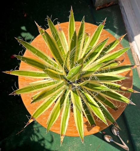 Agave shira ito - no,