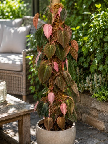 Sale2269 philodendron pink - sale2269,