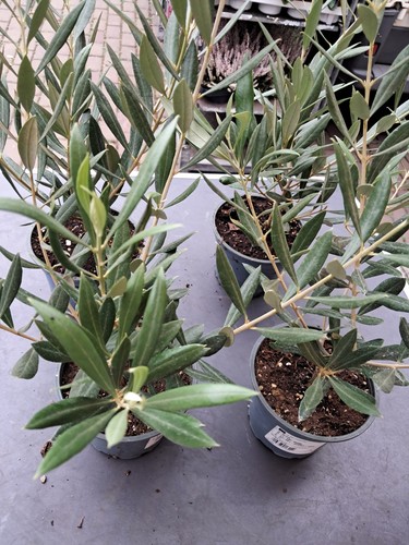 Olivenbaum olea - olea,