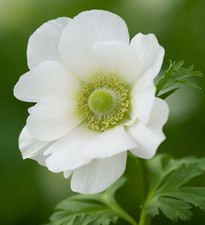 Weiße Kronen-Anemonen