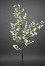 Limonium Statice Strandflieder