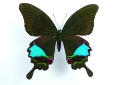 Papilio karna ssp. karna