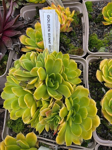 Sempervivium jovi golden senne - golden,