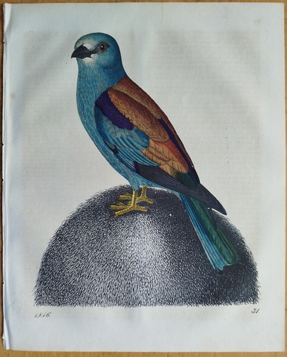 Vögel blauracke coracias - vögel,