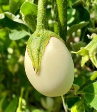 Aubergine WHITE EGG 20+ Samen