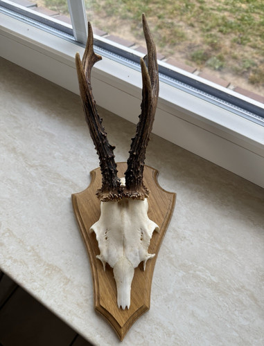 Rehbock geweih jagdtrophäe - rehbock,