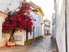 SAMEN GUT Garten Balkon  exotische Pflanze Kübelpflanzen Zimmerbaum FLAMMEN Baum