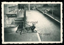 Deutscher Schäferhund neben