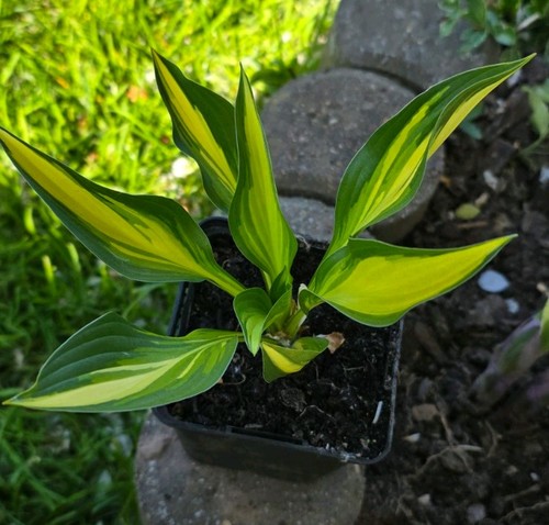 Wunderschöne hosta lakeside - wunderschöne,