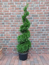 Thuja occidentalis Smaragd -