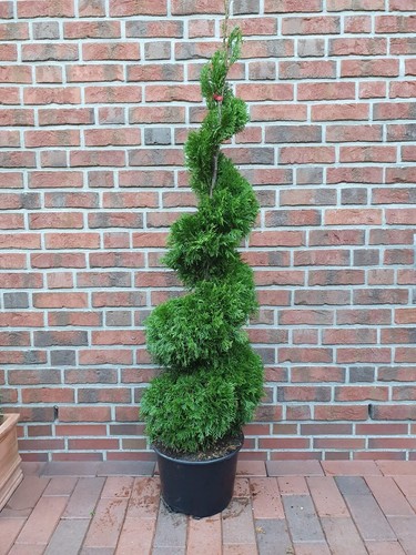 Thuja smaragd spirale - thuja,