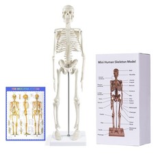 Mini-Skelett Modell 45cm aus