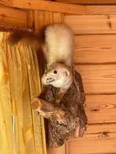 Ausgestopfte Tiere Präparate Marder