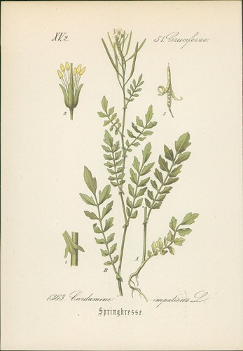 Chromolithographie - ,