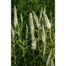 Veronica spicata 'Alba' -