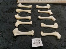 Echte Tauben Knochen Hexen