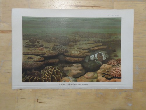 Orig chromolithographie - orig.(1906),