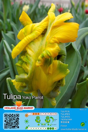 Tulpen - @,