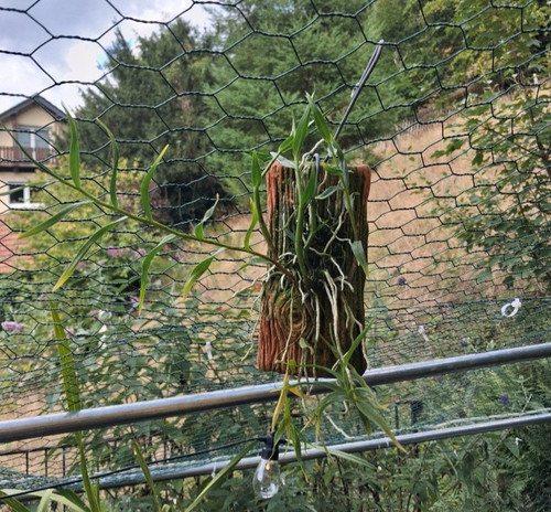Dendrobium aurantiflammeum - , –