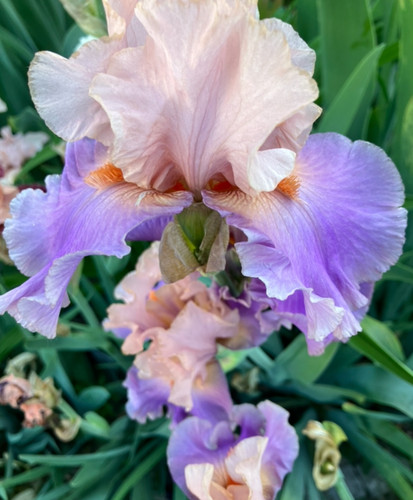 Schwertlilie iris bartiris - schwertlilie,,