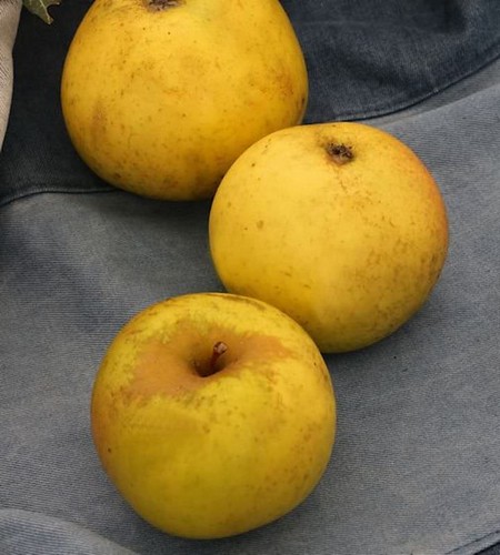 Apfelbaum jeverraner - apfelbaum,