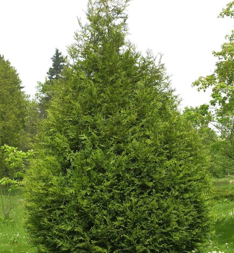 Riesen lebensbaum atrovirens - riesen,