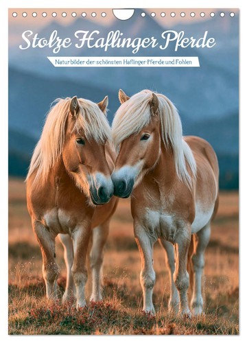 Stolze haflinger pferde - stolze,