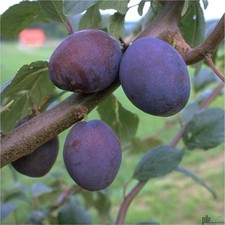 Zwetschgenbaum Wangenheims