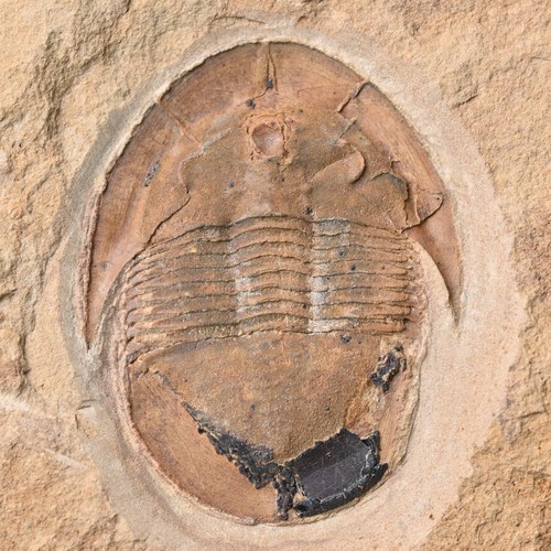 Asaphide trilobit shergoldia - asaphide,