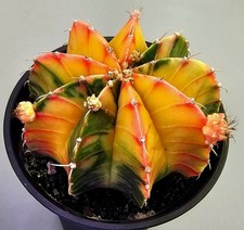 Schöner Ausgefallener