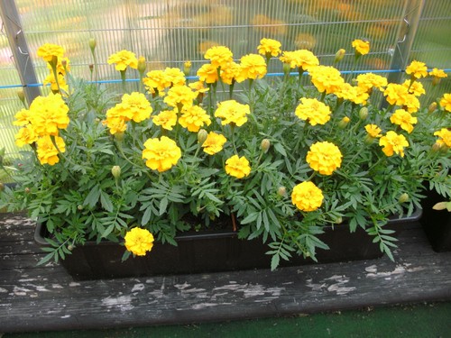 Tagetes goldzwerg 150 - 150, samen