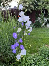 Blumensamen PFIRSICHBLÄTTRIGE GLOCKENBLUME, mehrjährig