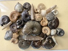 Ammonit/Seeigel/Belemniten/Bra